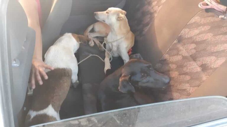 SETE CÃES NO CARRO | Homem é preso com espingarda, rifle e pólvora na BR-116