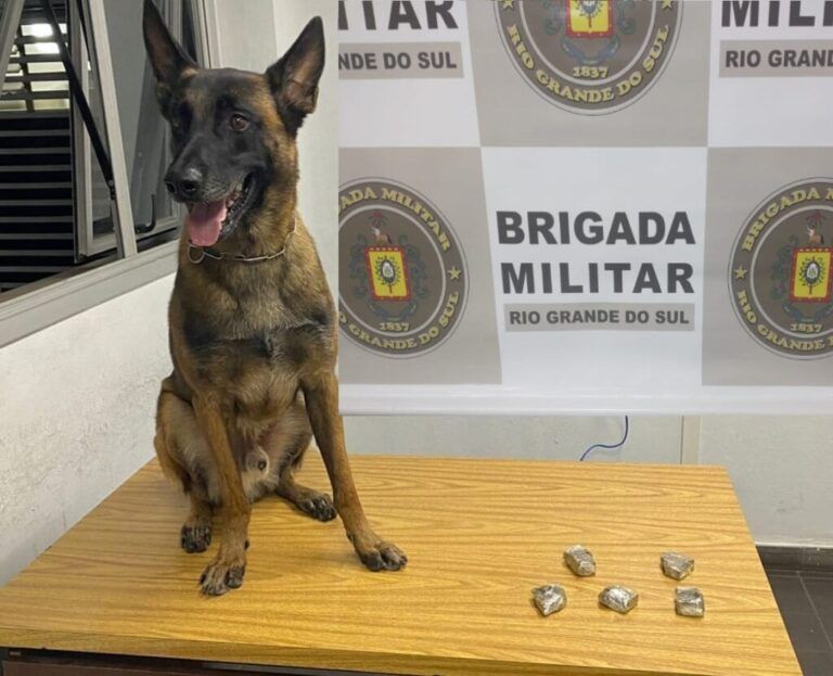 Cão Murphy acha maconha e ajuda a prender traficante em Canoas