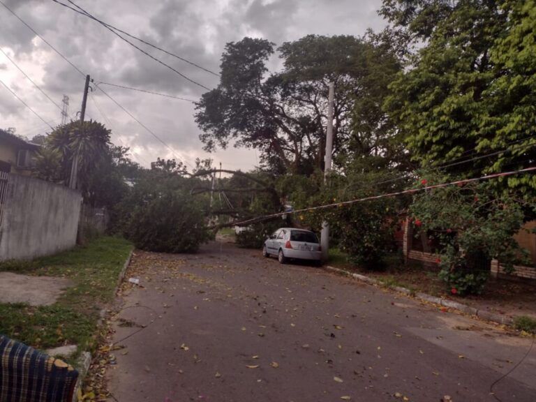 URGENTE NOVA SANTA RITA | Árvore cai em cima de carro