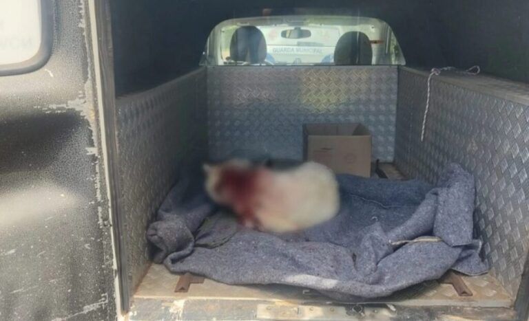 FLAGRANTE | Cachorro é esquartejado vivo pelo próprio dono