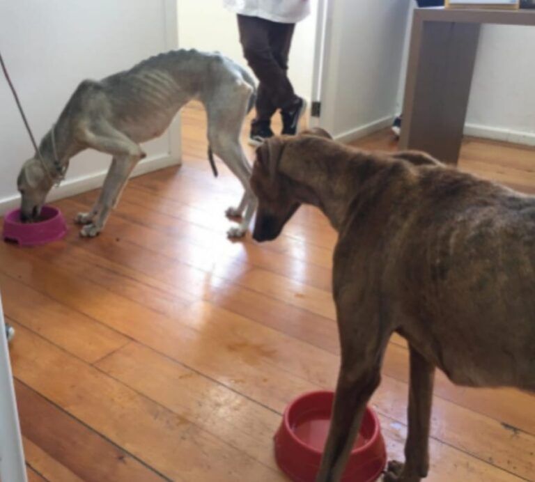 ATÉ ANIMAIS MORTOS | Homem é preso por deixar mais de 20 animais em situação de maus-tratos