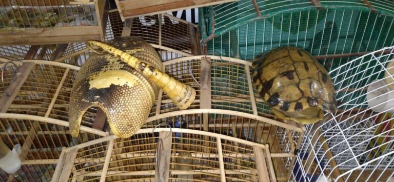 Pai e filho são presos armados e vendendo pássaros silvestres em Nova Santa Rita