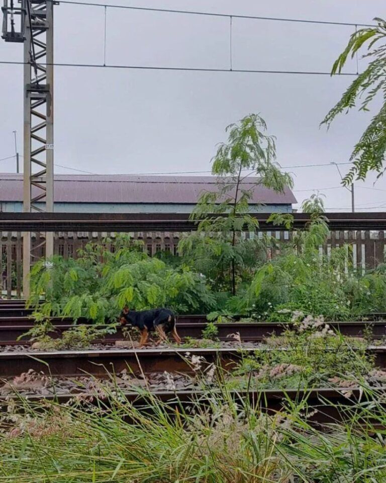 Trensurb vai resgatar cachorro que está no meio dos trilhos do trem em Canoas
