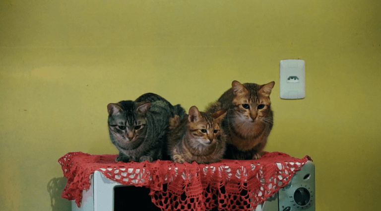 FLAGRANTE EM CANOAS | Fiscalização encontra mulher com mais de 100 cachorros e gatos em casa