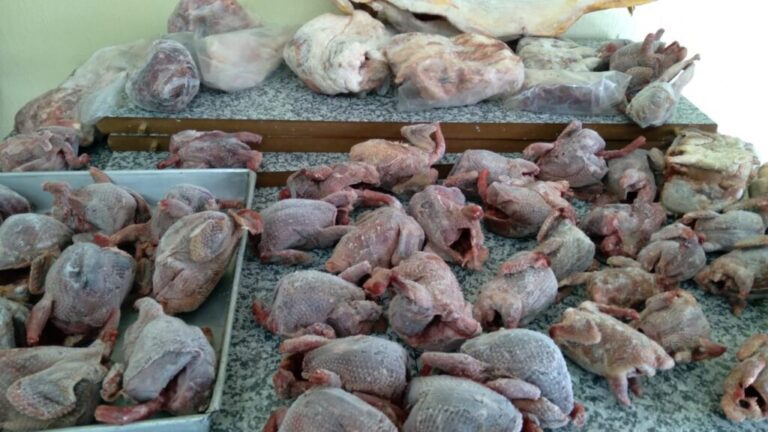 NA CADEIA | Polícia encontra carnes de caça ilegal e cães em situação de maus-tratos