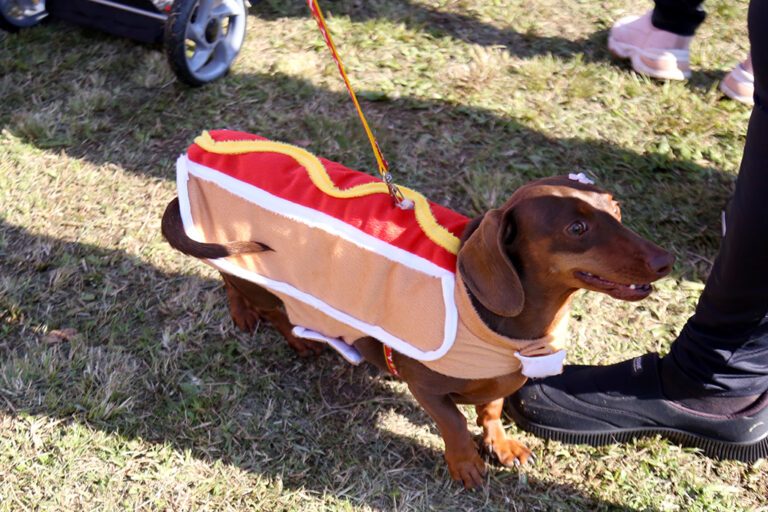 Concurso de fantasia entre cães marca inauguração de espaço pet em Esteio; veja as fotos