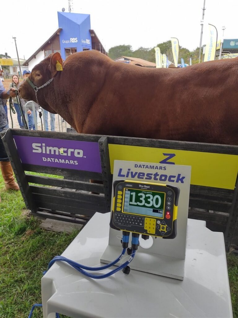 Touro Guardião da Boa Esperança é o mais pesado da Expointer