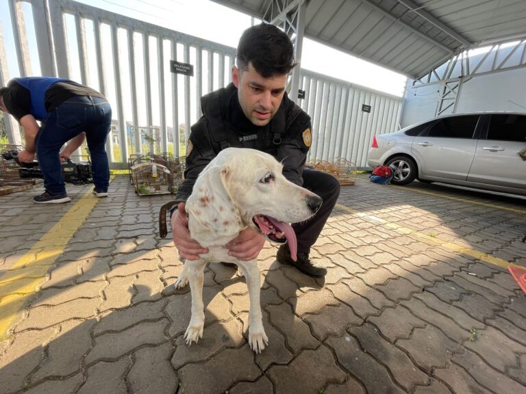 Homem é preso por manter cachorro cheio de carrapatos, preso sem comida e sem água em Canoas