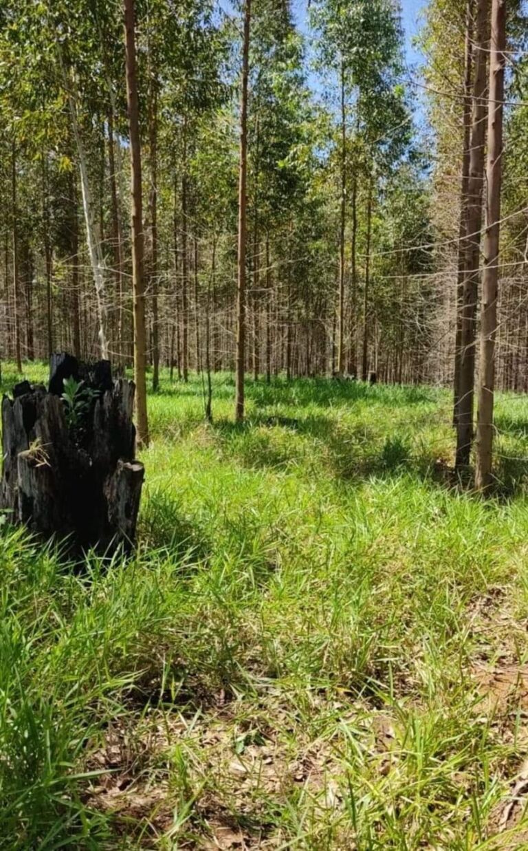 Mulher pode ter pago dívida com a própria vida