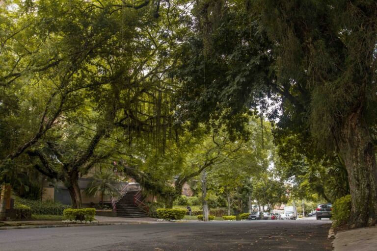 CANOAS | Prefeitura mapeia mais de 4,4 mil árvores: foco é diagnosticar quais representam risco de queda em casas e ruas