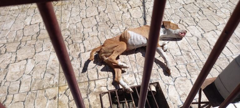 Cadela é submetida a eutanásia após dono deixar ela presa, sem comida e sem água em Canoas