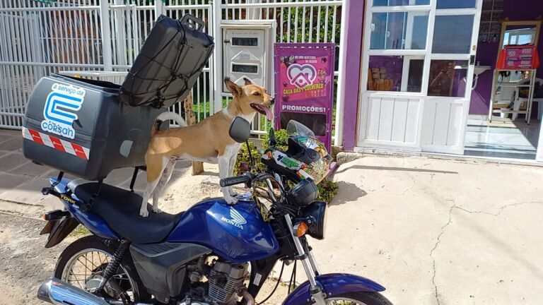 EM CANOAS | Cadela Shakira ajuda a combater ‘gatos’ na água