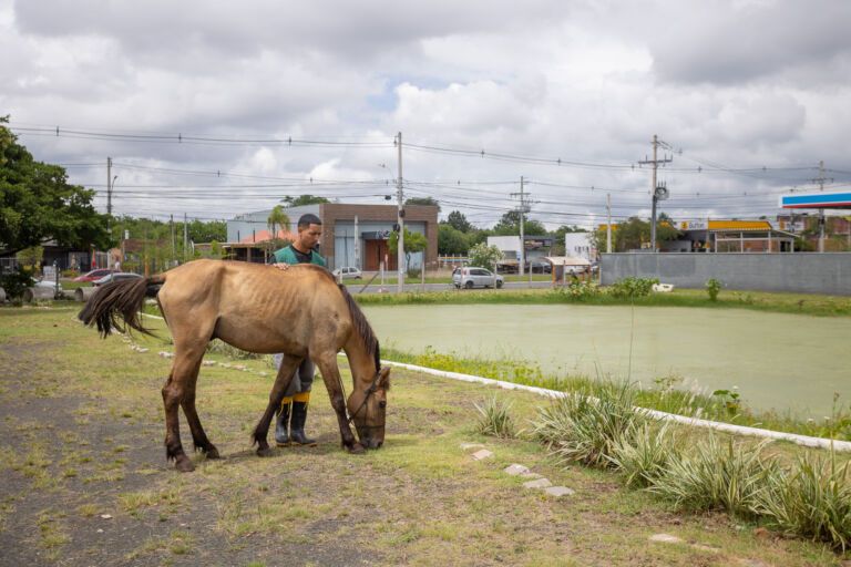 CANOAS | Resgatado após não aguentar peso de carroça, cavalo “Mil Grau” recebe tratamento e vai para adoção nos próximos meses