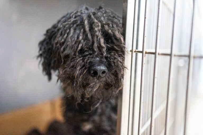 Cachorro Ney é resgatado em valão