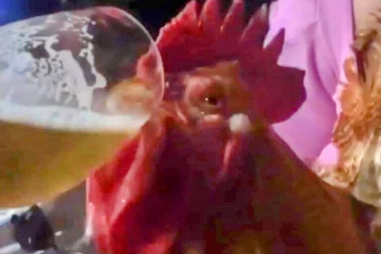 Duas pessoas são presas após embebedar galo