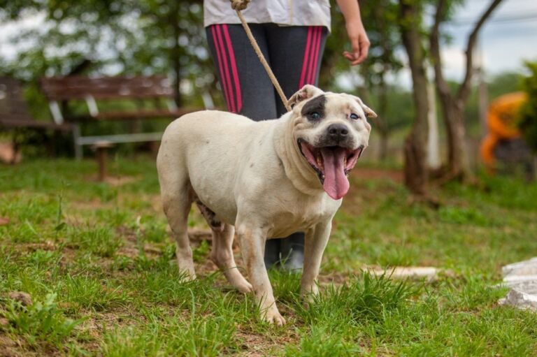 Nova Santa Rita vai construir Centro de Bem-Estar Animal