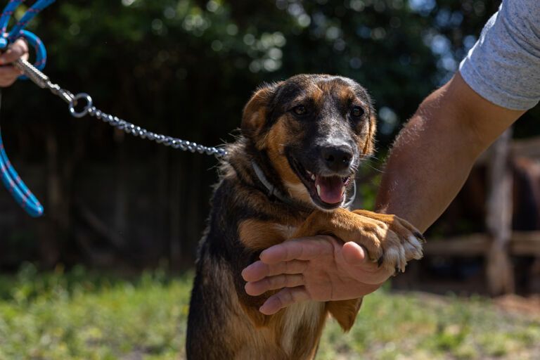 Quase dois mil animais recebem ajuda através de auxílio em Canoas