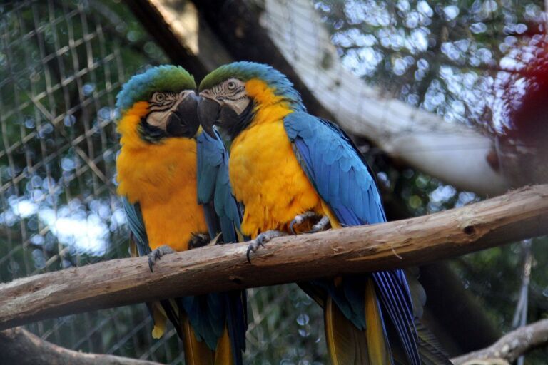 Após reforma, MiniZoo de Canoas já tem data para abrir e receber visitantes