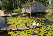 Vaga Lume é uma das vencedoras do prêmio United Earth Amazônia