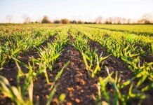 Produção orgânica quadruplica em todo Brasil