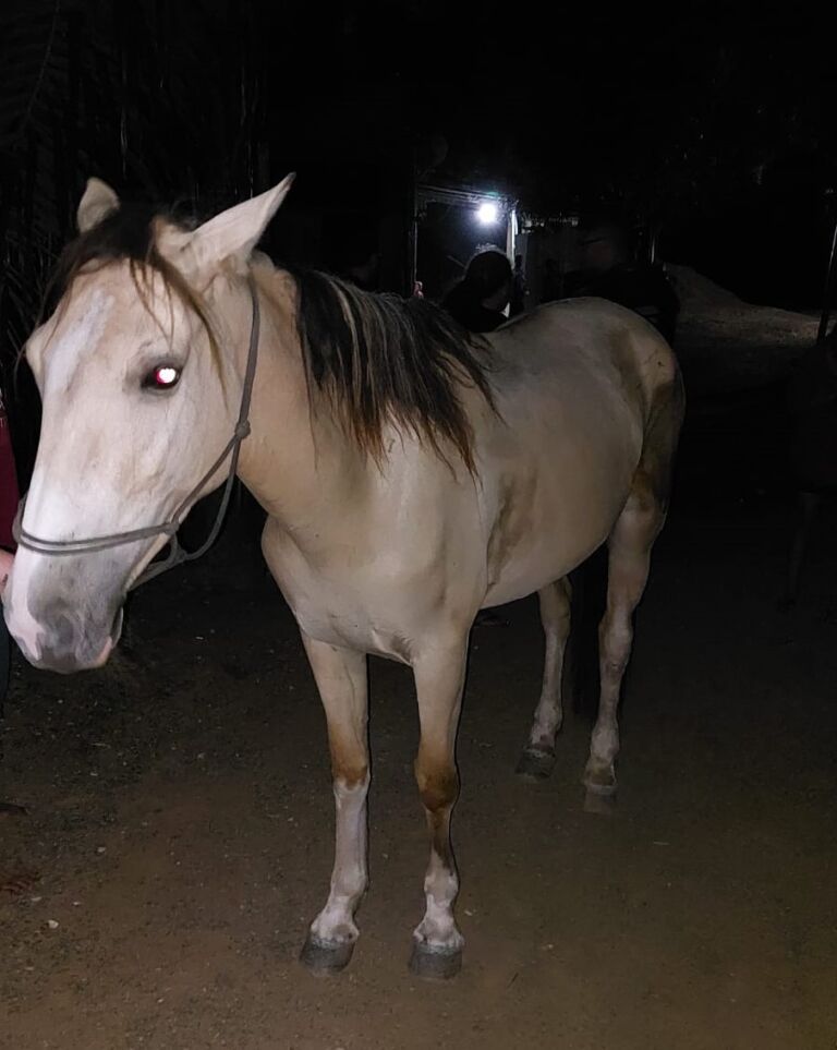 Criminoso é preso após roubar cavalos de dentro do pátio da prefeitura de Canoas