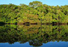 Startup utiliza ingredientes amazônicos para investir em alimentos regenerativos