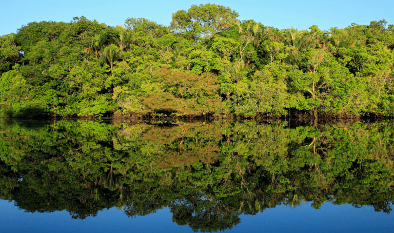 Startup utiliza ingredientes amazônicos para investir em alimentos regenerativos