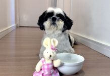 Cuidados com a alimentação dos pets durante a Páscoa