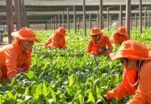 O trabalho de agricultoras da Amazônia gera insumos sustentáveis para o país