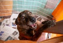 Transição alimentar ajuda na adoção de um novo pet