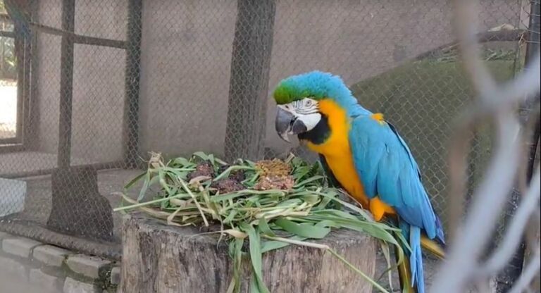 Animais do MiniZoo de Canoas ganham presentes de Páscoa