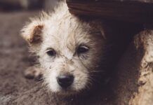 Acidentes são os principais riscos para animais perdidos