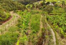 Agricultura regenerativa é opção para produção sustentável