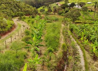 Agricultura regenerativa é opção para produção sustentável