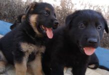 Aspectos positivos do convívio com os cães proporcionam benefícios aos tutores