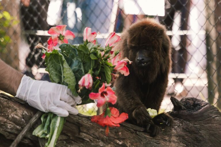 Animais do MiniZoo de Canoas ganham presentes em comemoração ao Dia das Mães