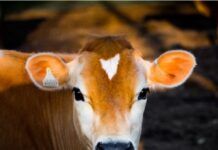 Suplementação de fósforo desafia a agropecuária brasileira