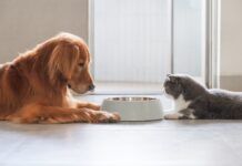 Especialista esclarece alguns mitos e verdades sobre a alimentação dos pets