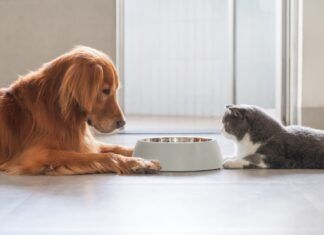Especialista esclarece alguns mitos e verdades sobre a alimentação dos pets