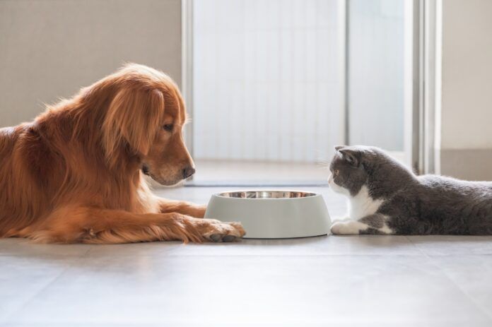 Especialista esclarece alguns mitos e verdades sobre a alimentação dos pets
