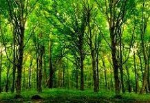 Dia da Mata Atlântica visa promover a proteção deste ecossistema