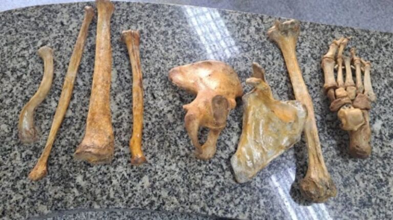 Homem é preso vendendo ossos humanos em banca