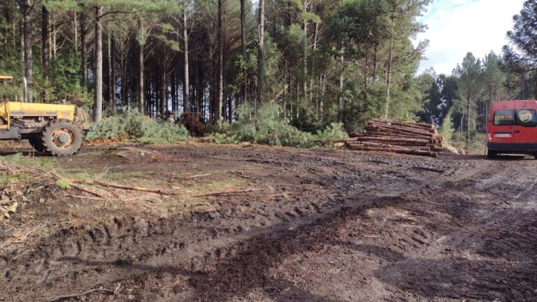 Homem morre após ser esmagado por árvore