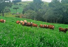Dunamis: revolução das brachiarias estará na Bahia Farm Show