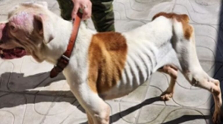 CRIME CONTRA ANIMAIS: Cachorro é encontrado com sinais de descuido; O Dono alegou que não tinha tempo para cuidar do animal