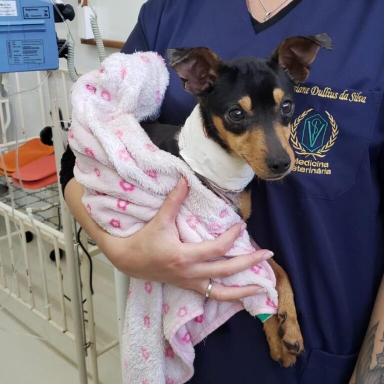 CANOAS: Homem é condenado após enterrar cachorra viva