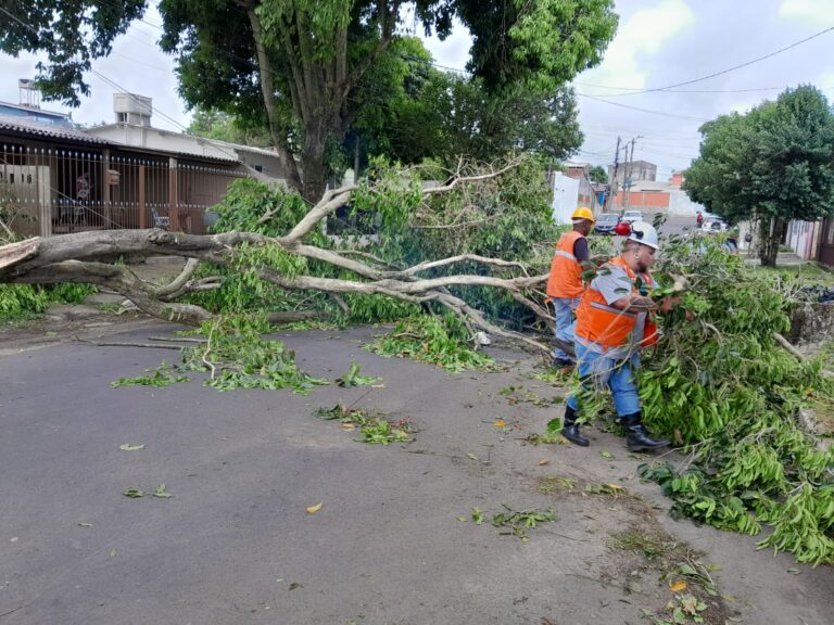 CANOAS: Defesa Civil ajuda na remoção de árvore no Guajuviras