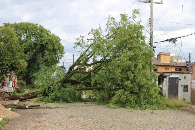 CANOAS: Temporal derruba mais de 100 árvore pela cidade; Saiba quantas vias seguem bloqueadas