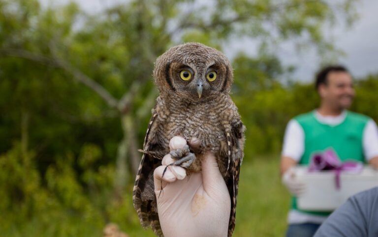 CANOAS: Corujinha do mato, cágado tigre d’água e ouriço voltam à liberdade após reabilitação
