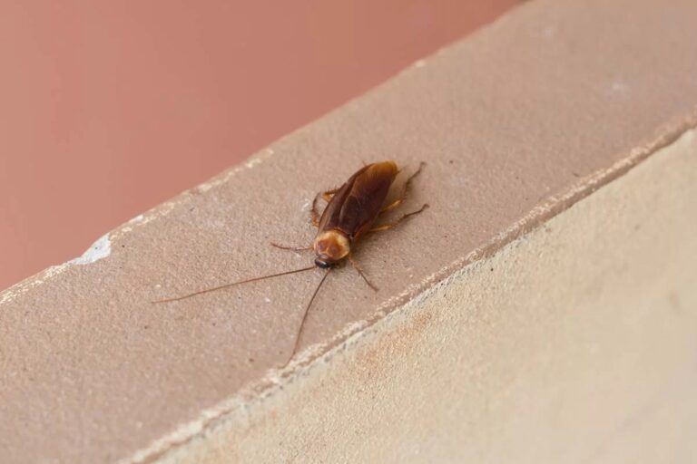 CUIDADO: Mordida de barata é dolorosa e pode matar